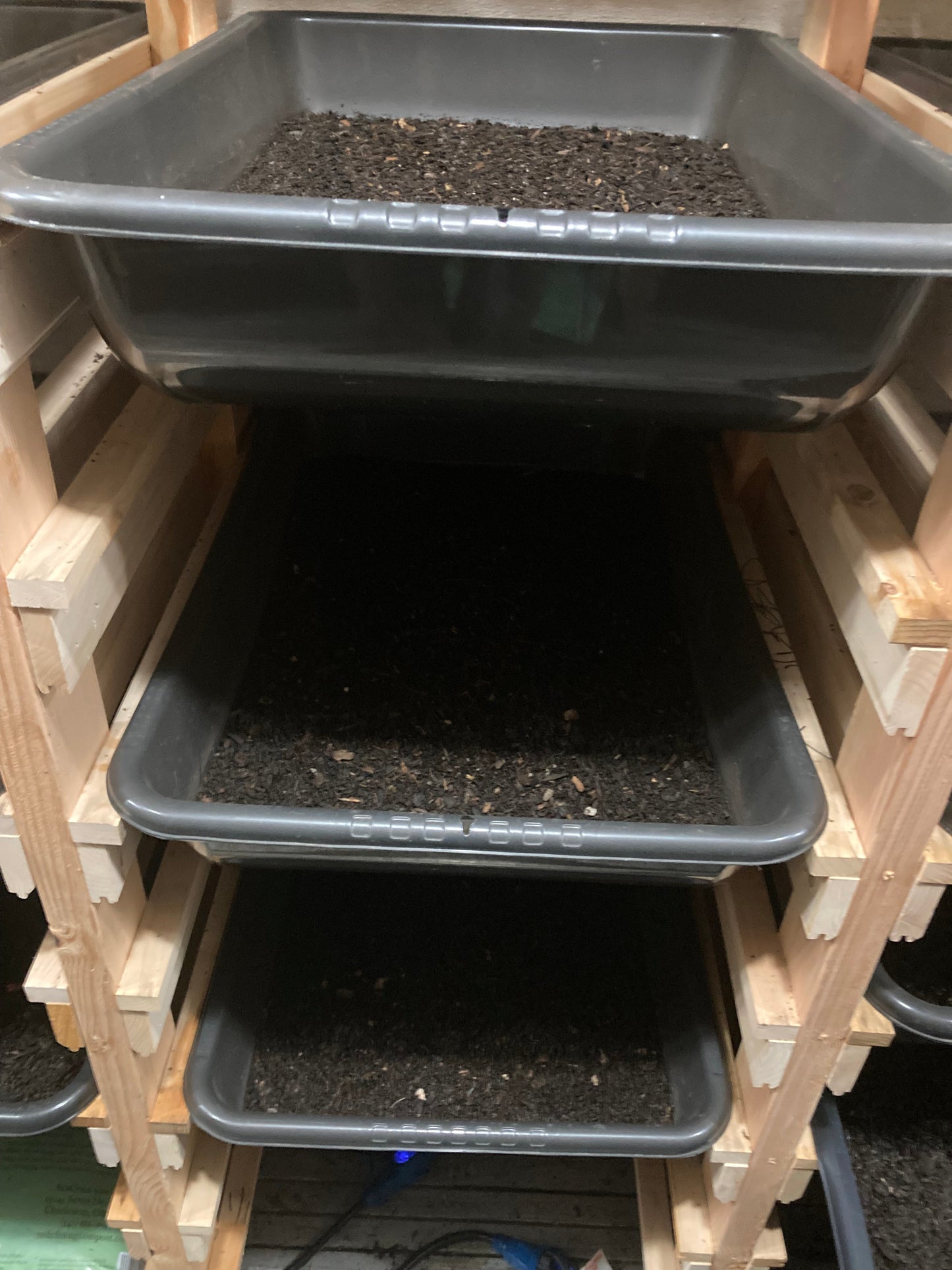 4000+ RED WIGGLER COMPOSTING WORM COCOONS , WILL HATCH INTO 8-12,000 WORMS FREE PRIORITY SHIPPING