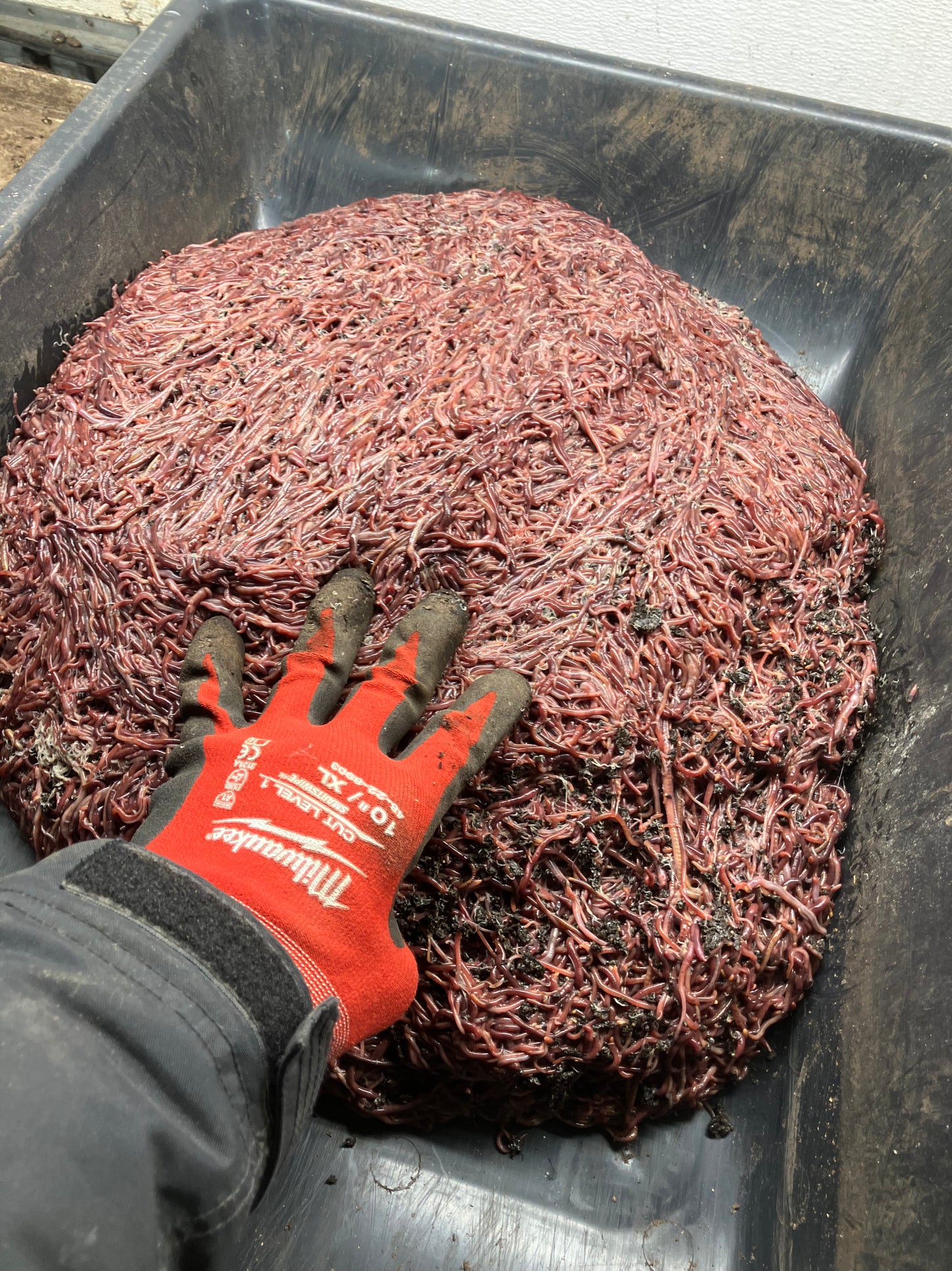 Red Wiggler Bed Run Worms — 1,000+ Live Composting Worms | Pre-Order Ships Oct 1 | Free Priority Shipping