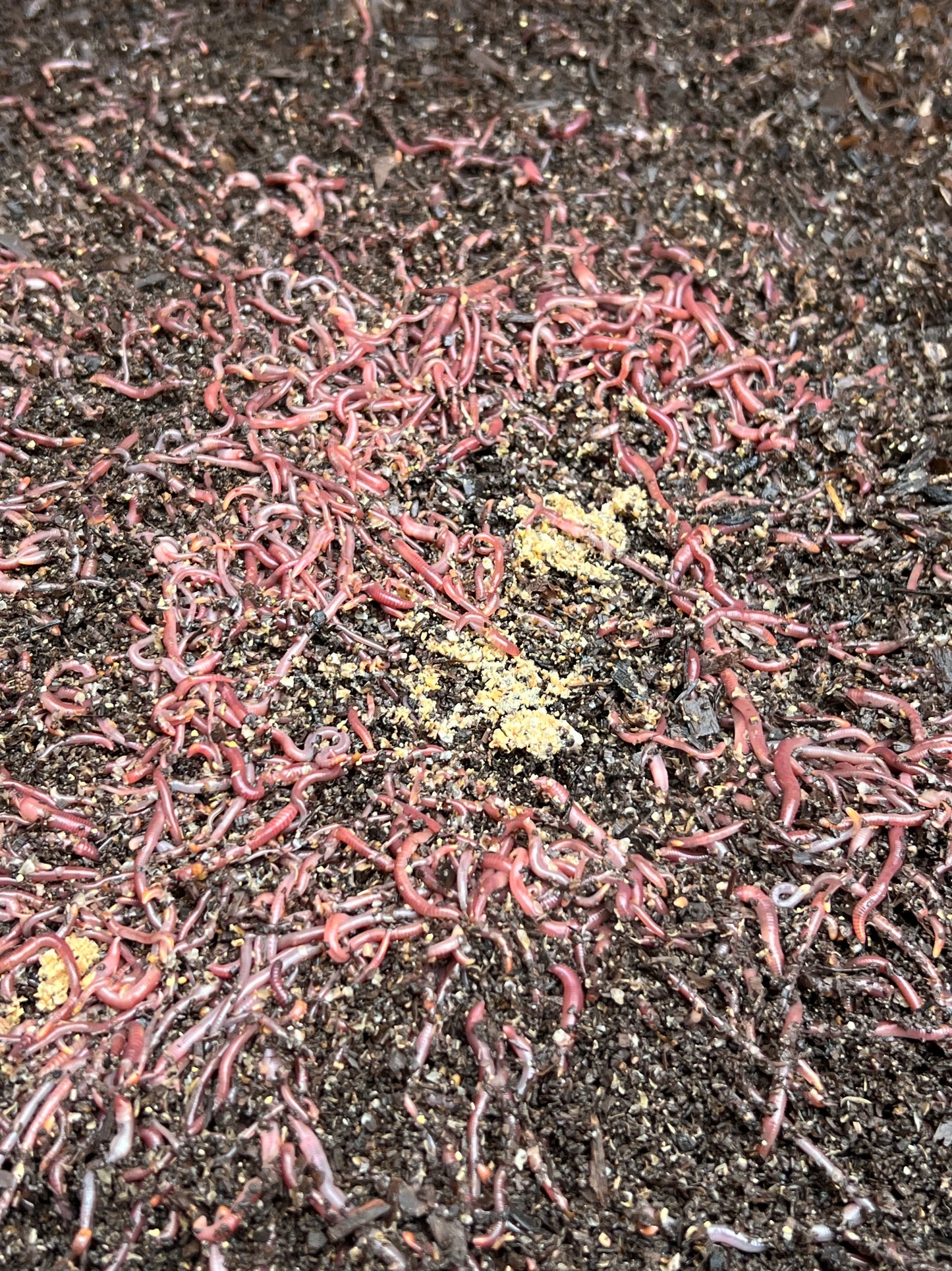 18,000+ Pure Red Wiggler Bed Run Composting Worms — Pre-Order Ships October 1, 2026