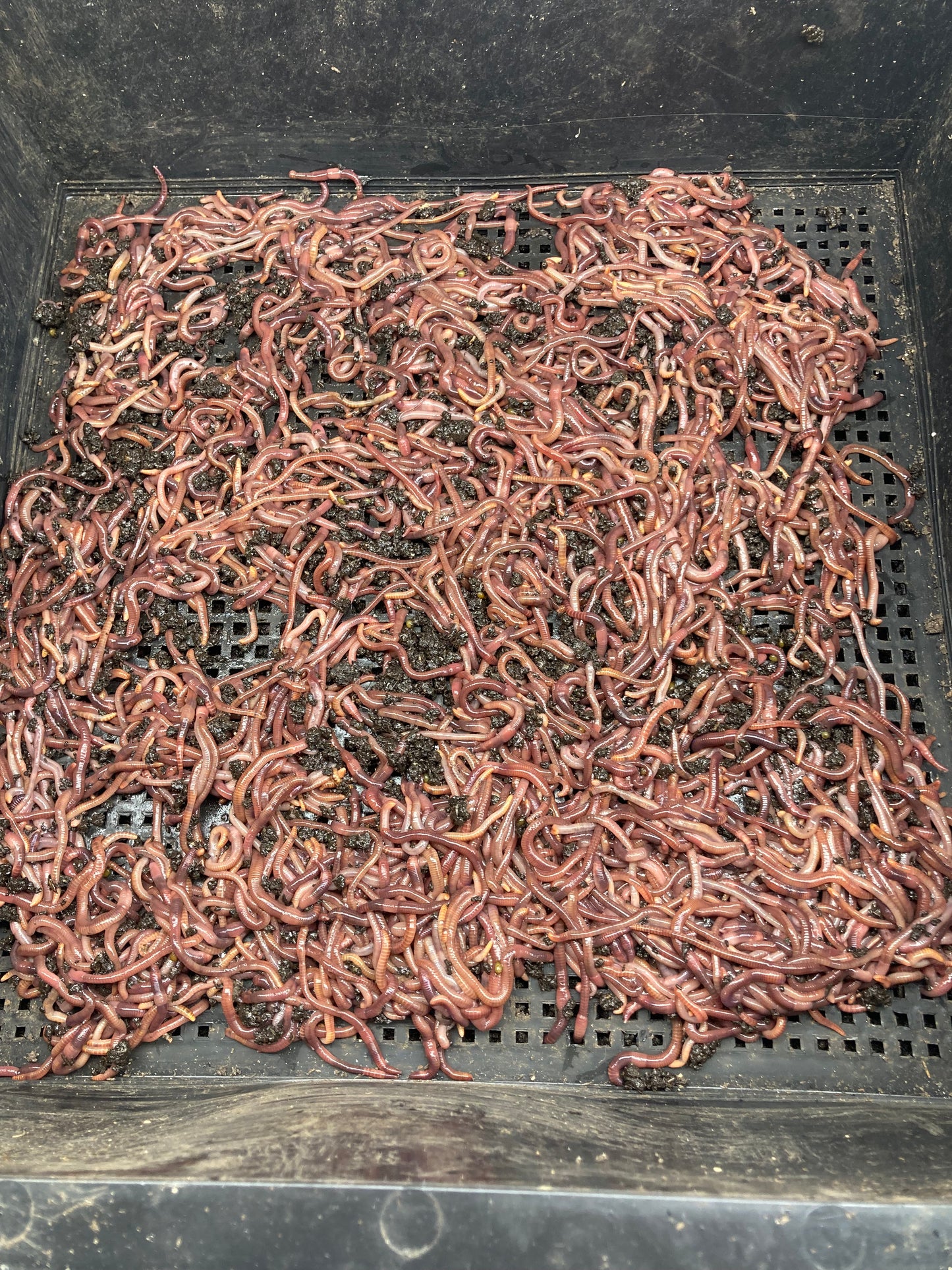 1000+ RED WIGGLER COMPOSTING WORM COCOONS , WILL HATCH INTO 2-3000 WORMS     FREE PRIORITY SHIPPING