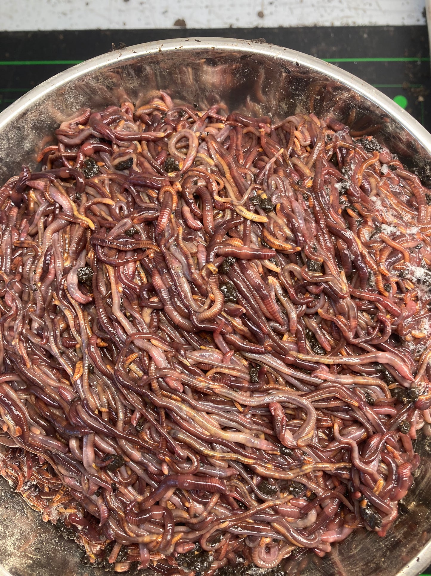 2000+ RED WIGGLER COMPOSTING WORMS     FREE PRIORITY SHIPPING