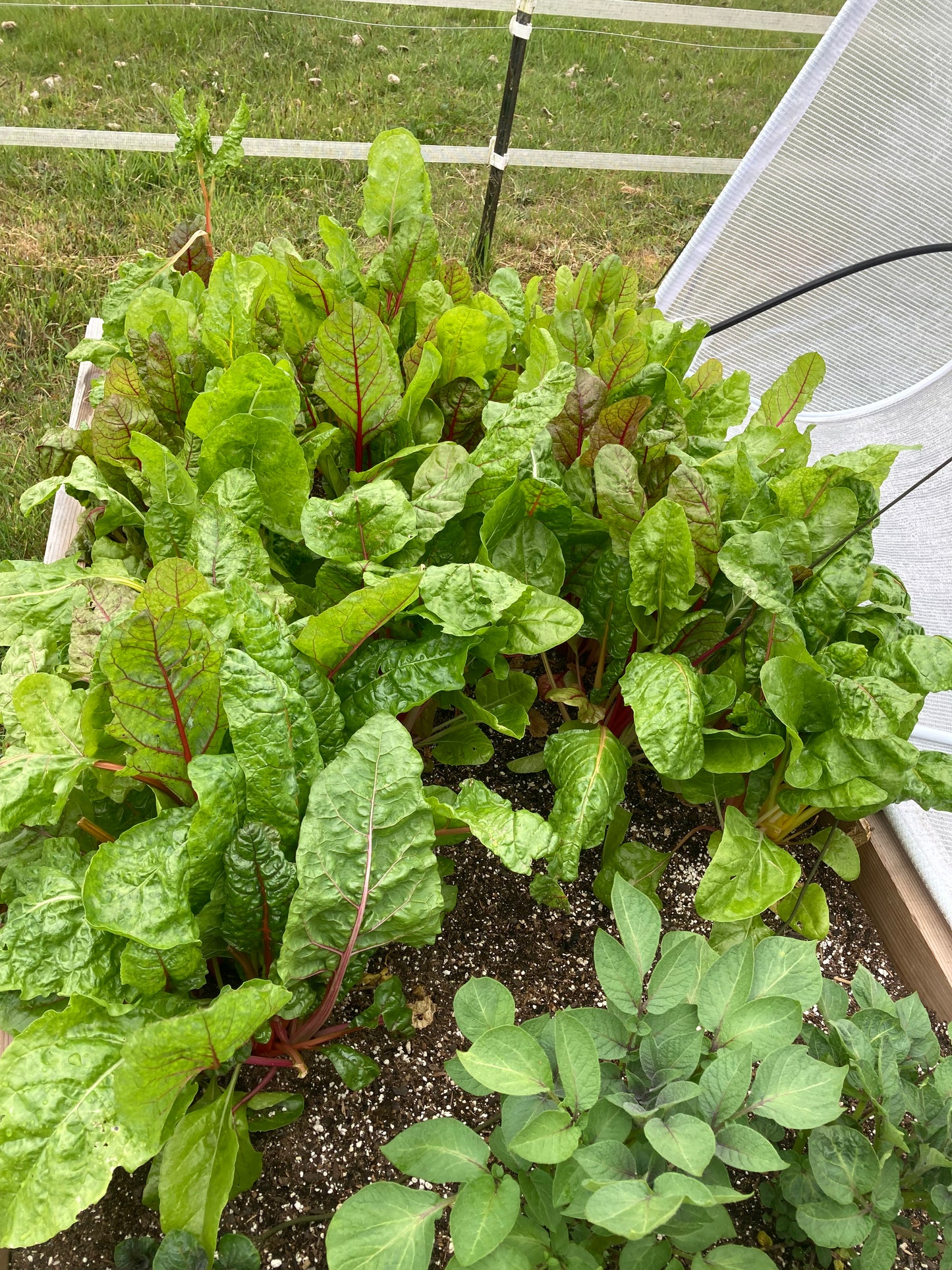 endless swiss chard