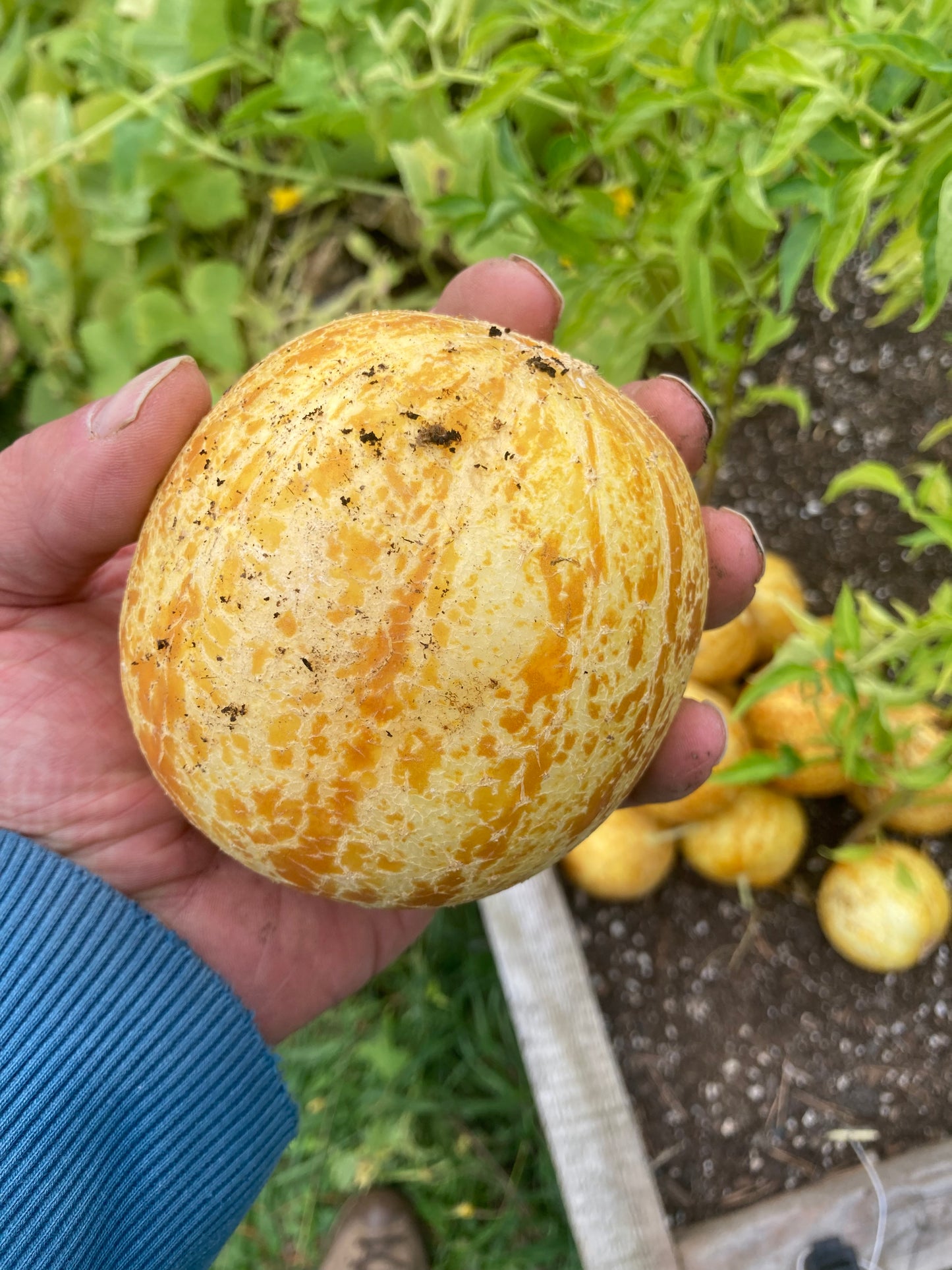 the best lemon cucumbers. Thank you worms!!!