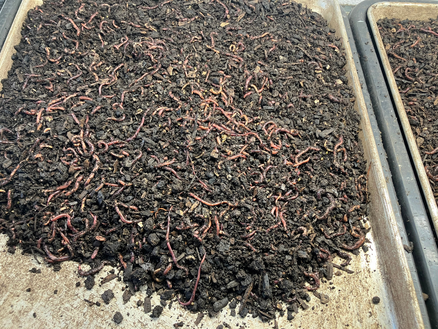 12,000+ PURE RED WIGGLER MIDSIZE COMPOSTING WORMS WHOLESALE PRICE $20 PER 1000 WORMS