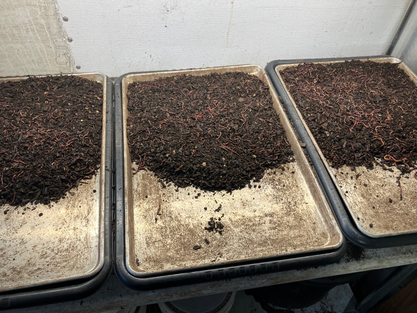 12,000+ PURE RED WIGGLER MIDSIZE COMPOSTING WORMS WHOLESALE PRICE $20 PER 1000 WORMS